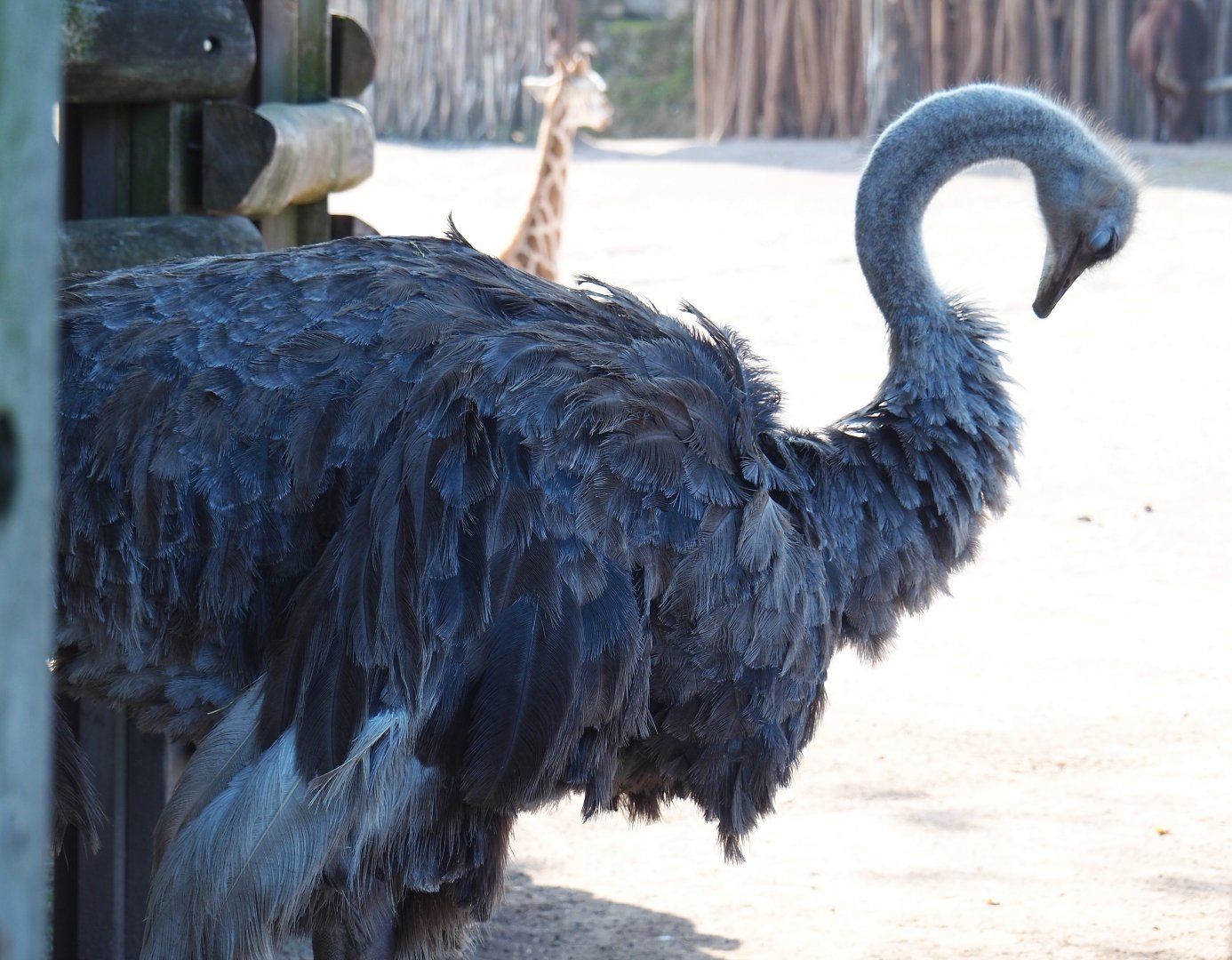 Ostrich (Struthio camelus), 2021-09-02