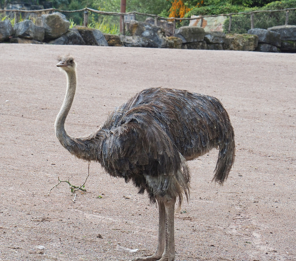 Ostrich (Struthio camelus), 2022-09-15