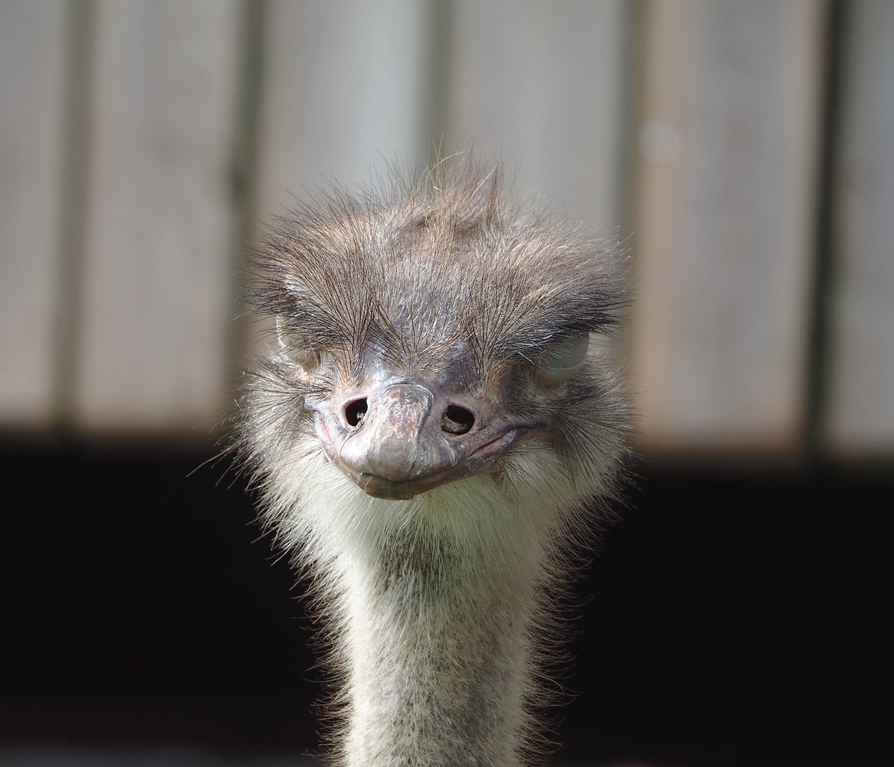 Ostrich (Struthio camelus), 2022-09-15