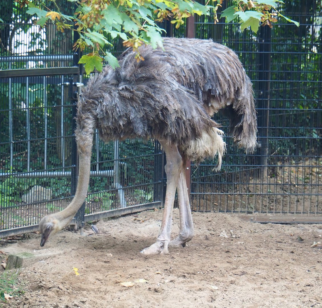 Ostrich (Struthio camelus), 2023-08-17