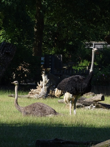 Ostrich (Struthio camelus australis)