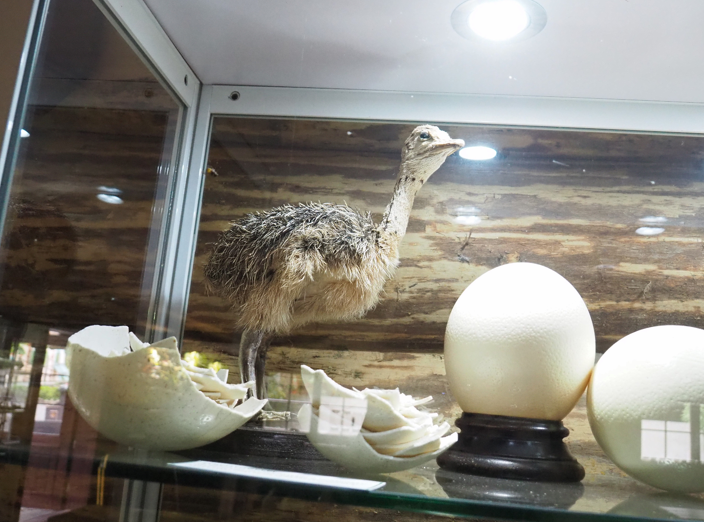 Ostrich (Struthio camelus) egg and chick specimens, 2022-05-17