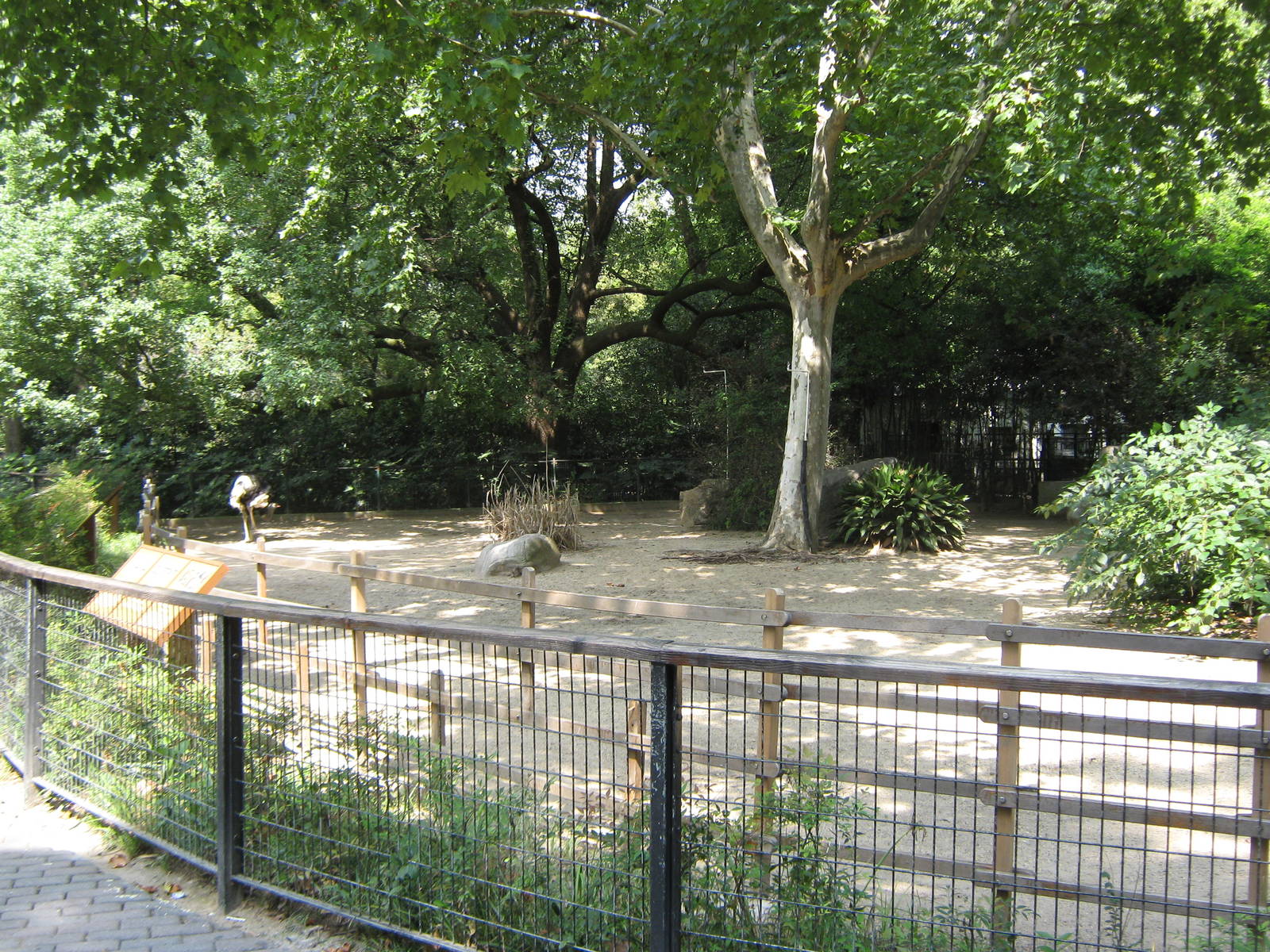 ostrich (Struthio camelus) enclosure