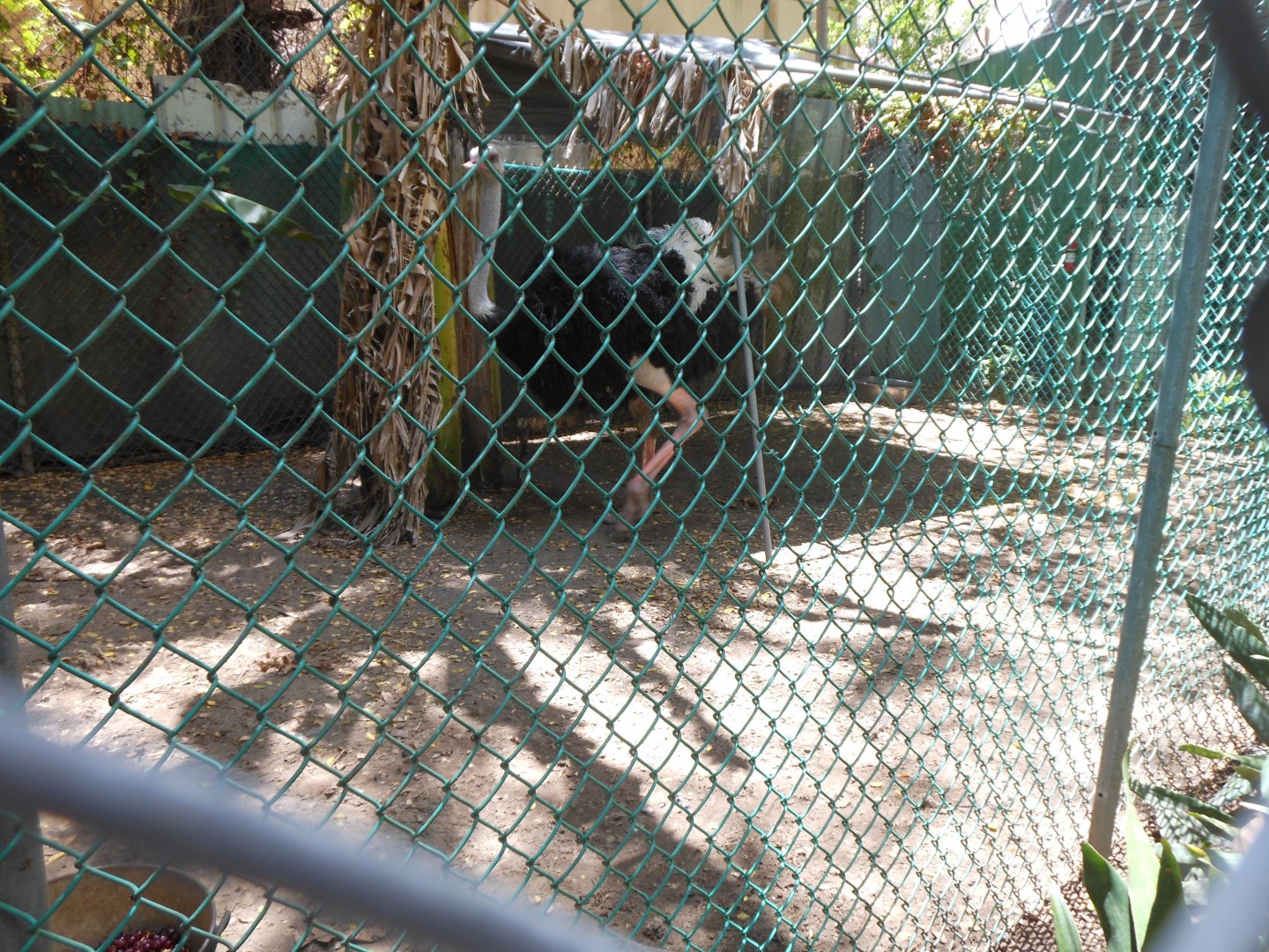 Ostrich (Struthio camelus)