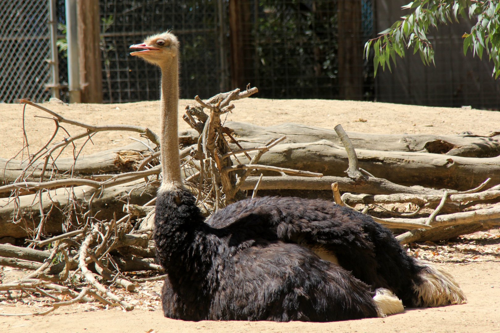 ostrich (Struthio camelus)