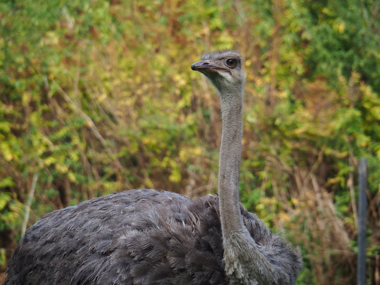 Ostrich (Struthio camelus)