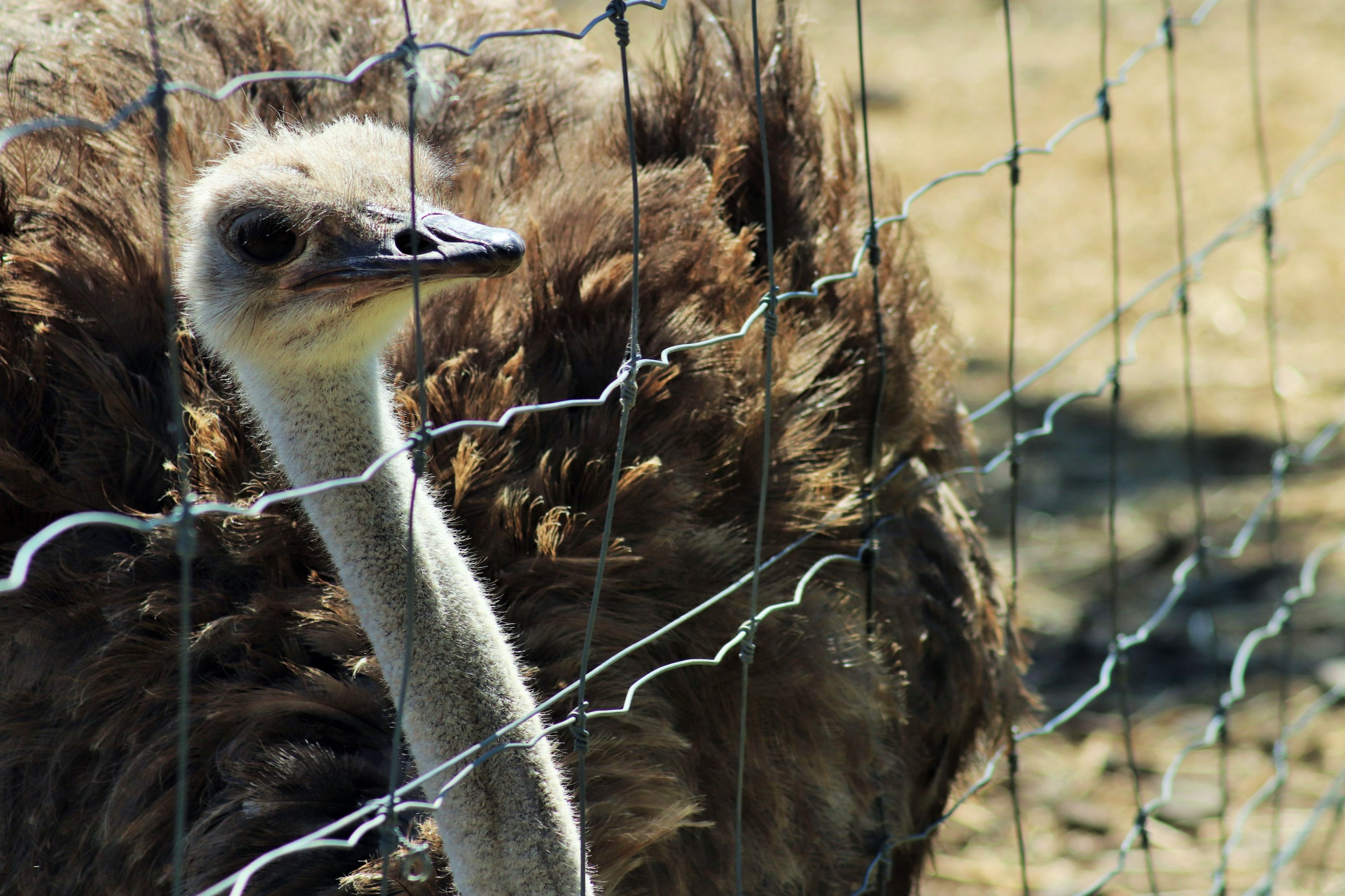 Ostrich (Struthio camelus)
