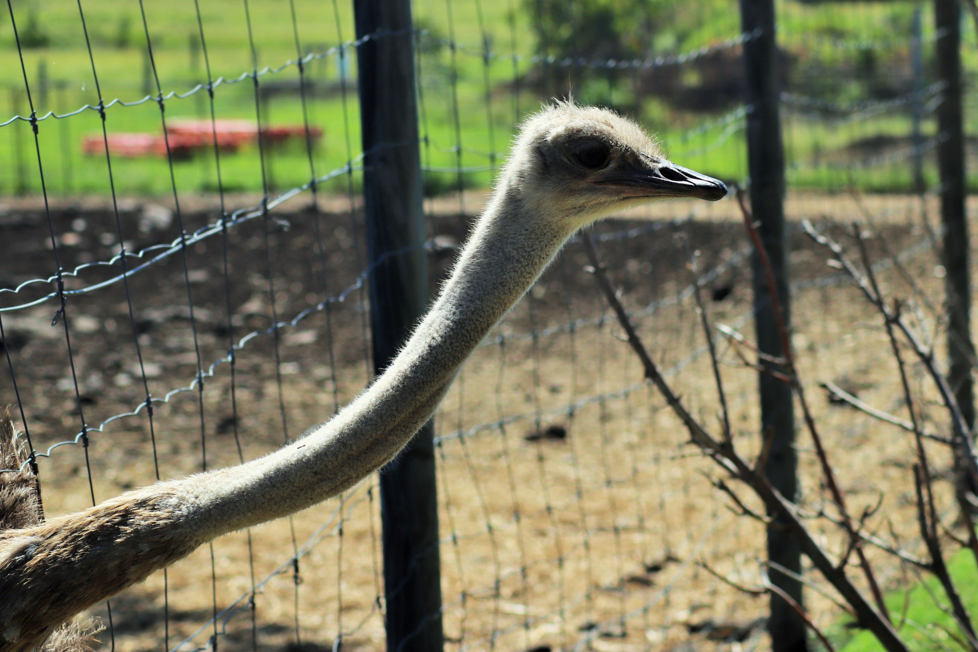 Ostrich (Struthio camelus),