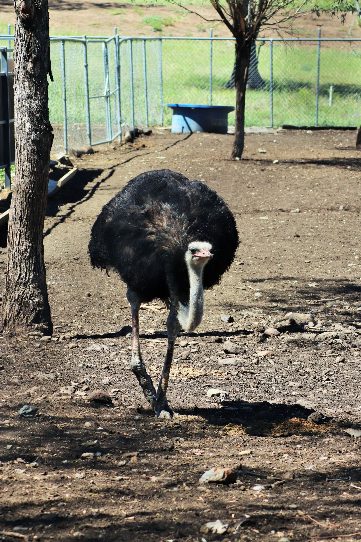 Ostrich (Struthio camelus)