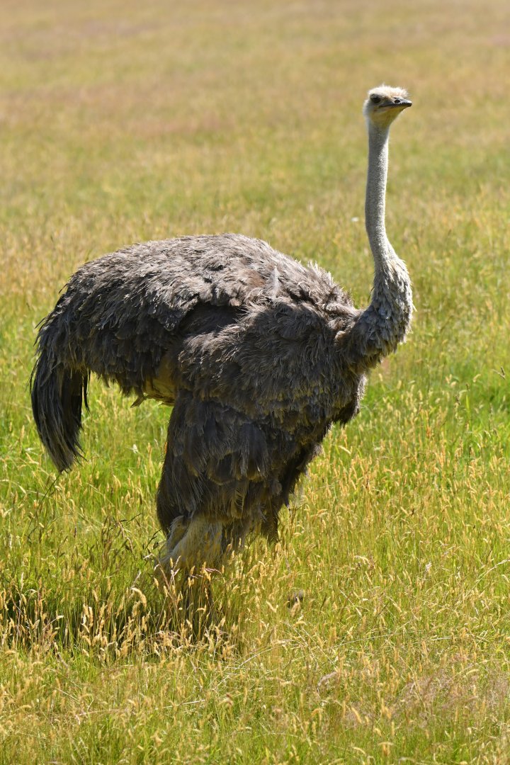 Ostrich (Struthio camelus)