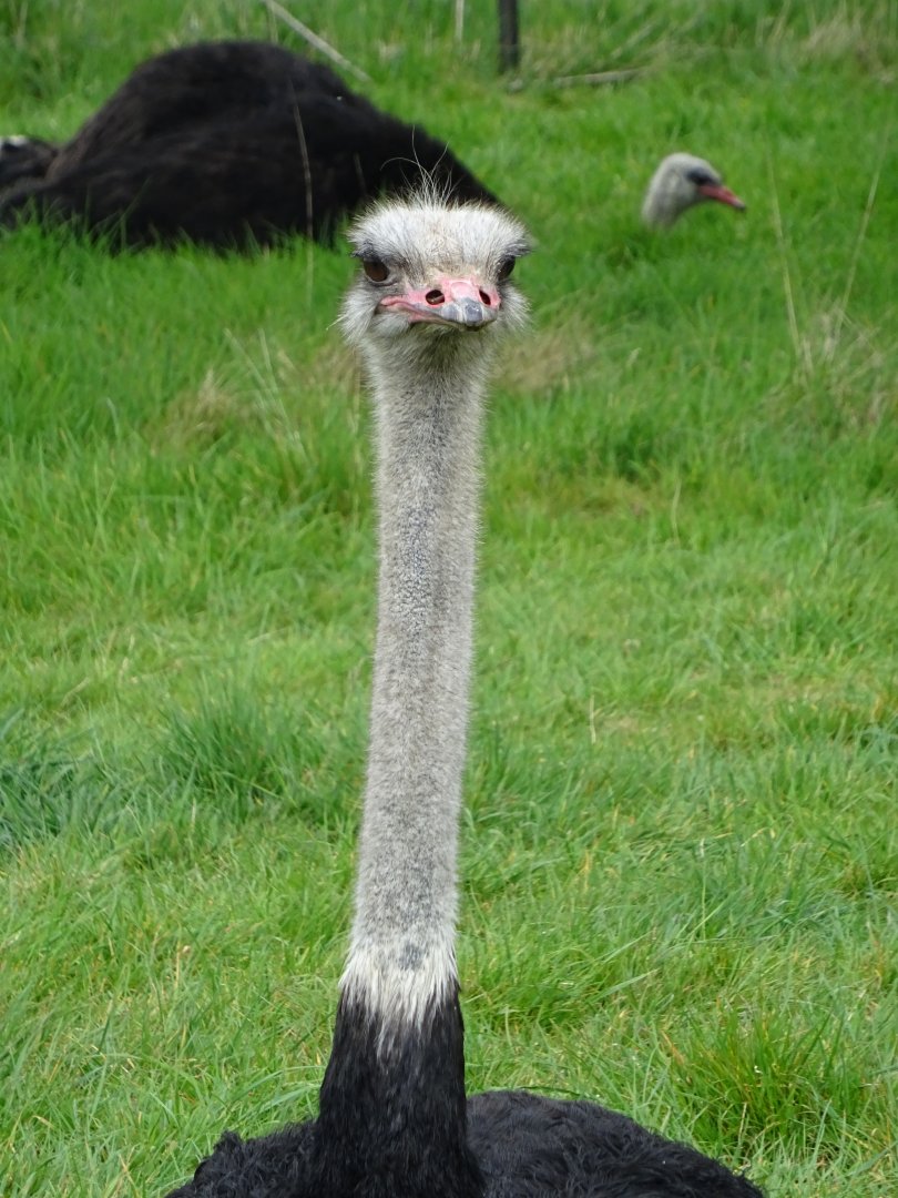 Ostrich (Struthio camelus)