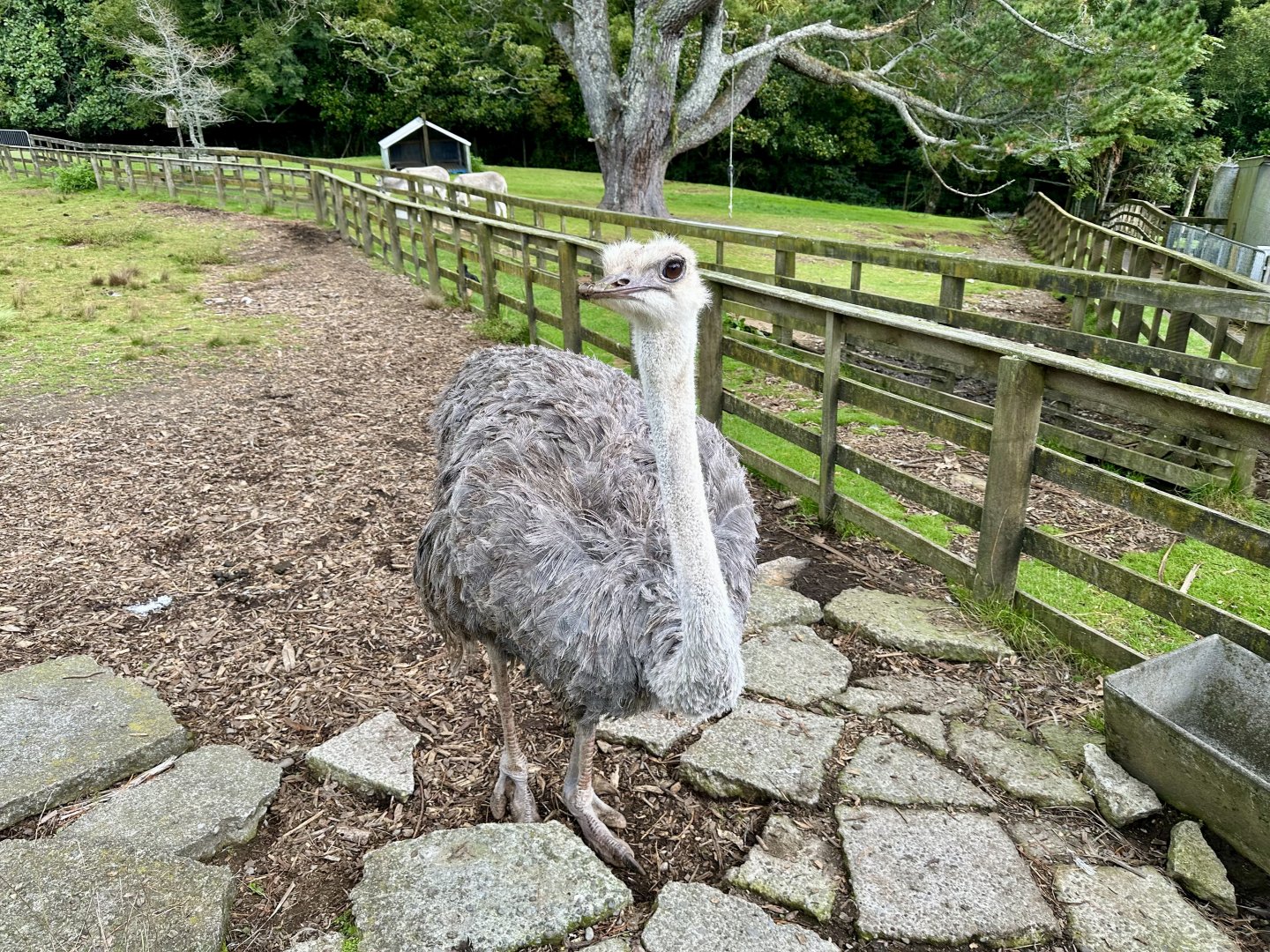 Ostrich (Struthio camelus)