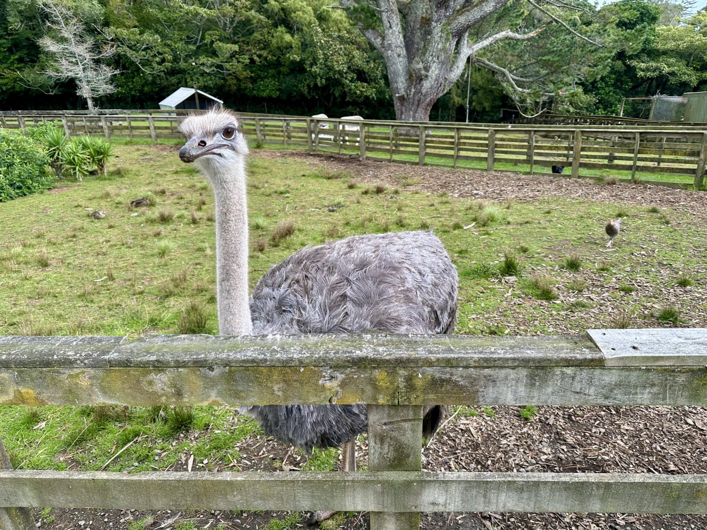 Ostrich (Struthio camelus)