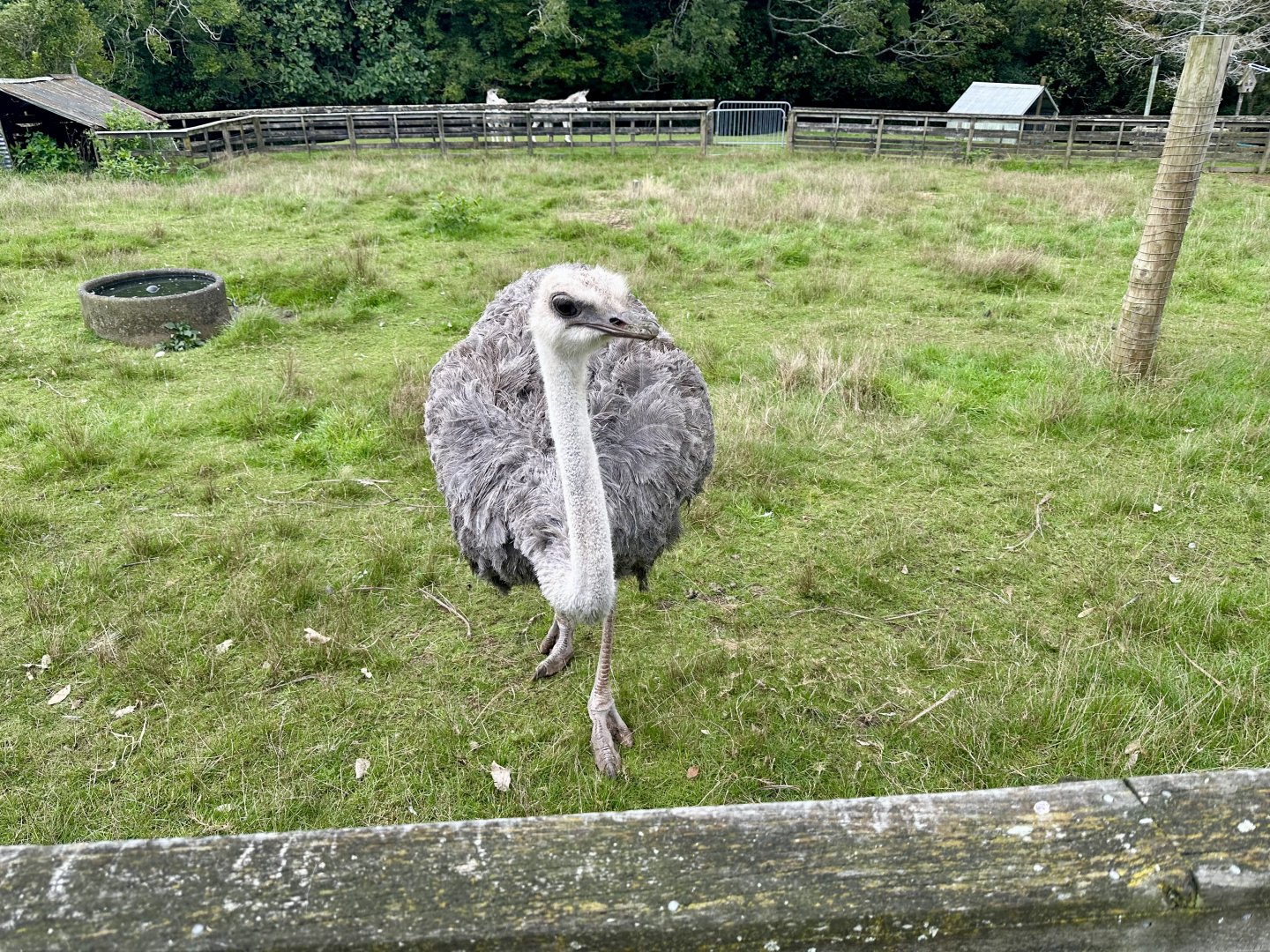 Ostrich (Struthio camelus)