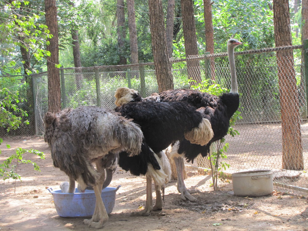 Ostrich(tehran zoo)