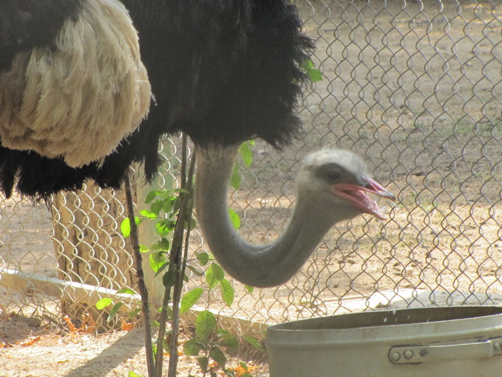 Ostrich(tehran zoo)