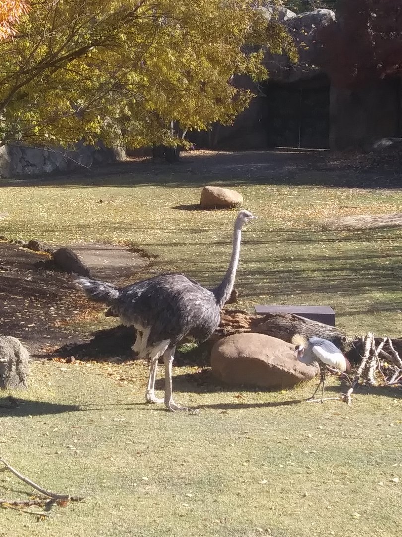 Ostrich vs crane