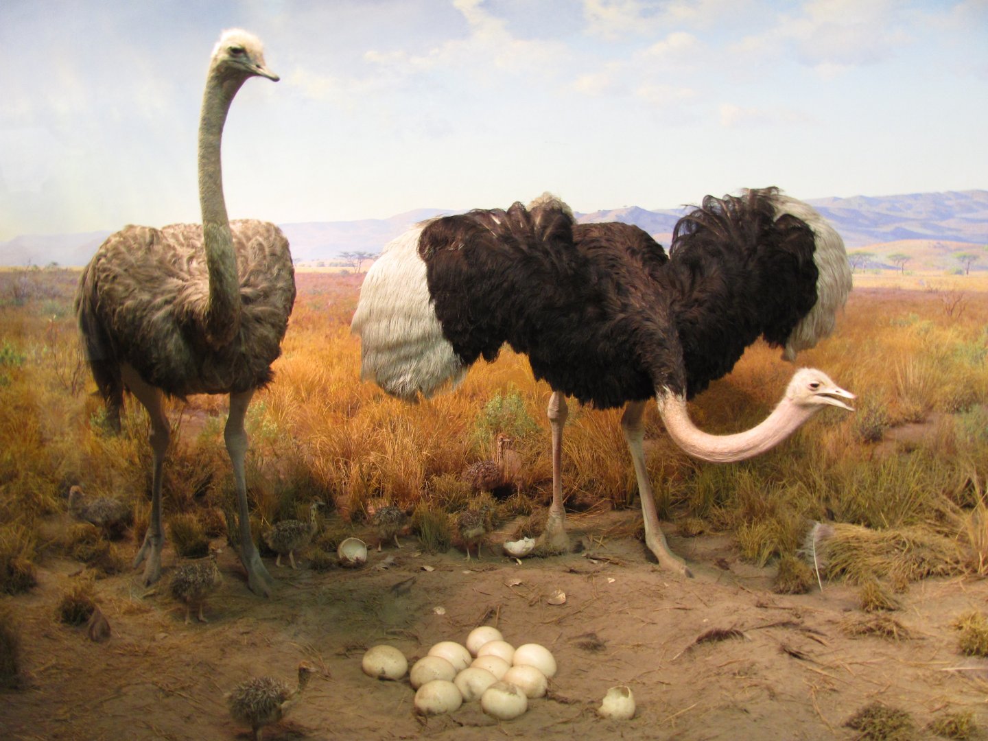 Ostrich & Warthog Diorama Ostrich Side