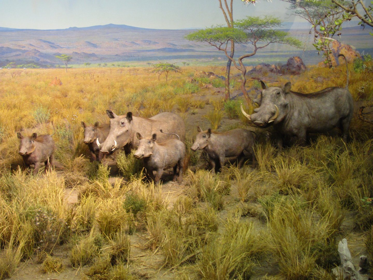 Ostrich & Warthog Diorama Warthog Side