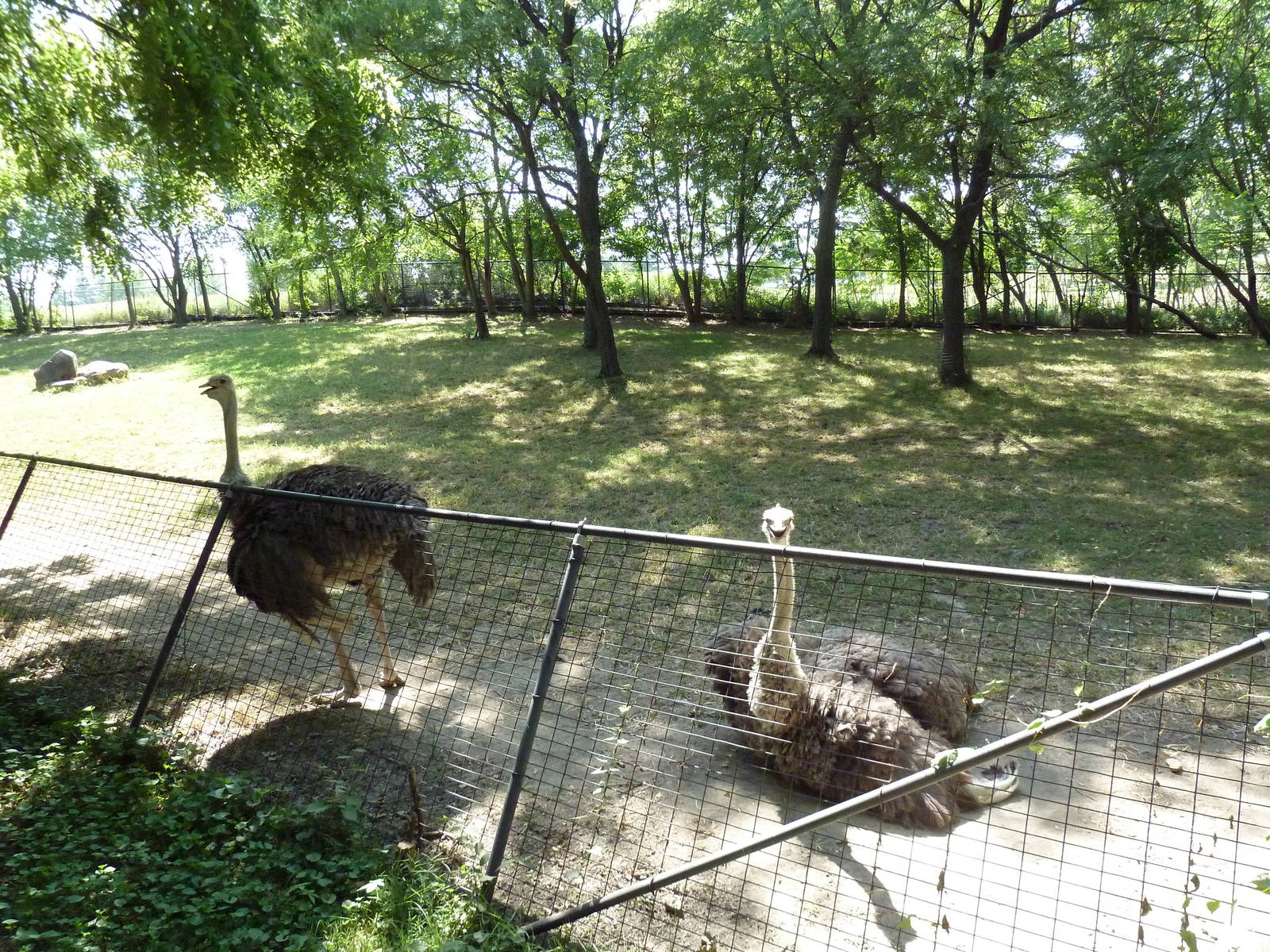 Ostrich/Watusi Cattle Exhibit