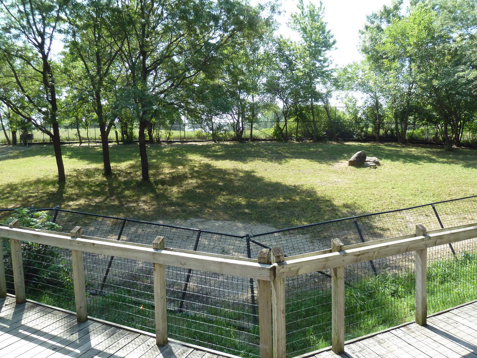 Ostrich/Watusi Cattle Exhibit