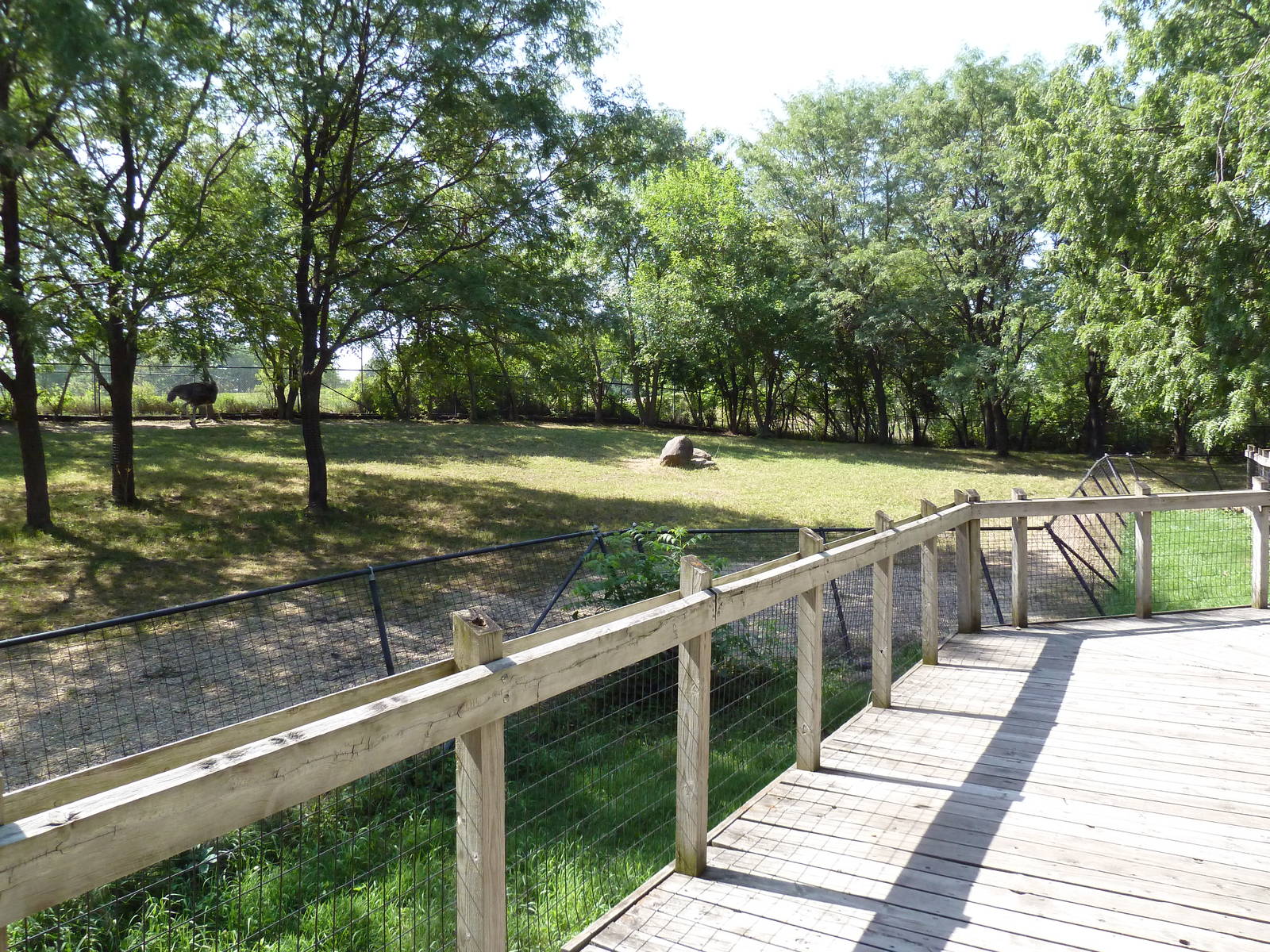 Ostrich/Watusi Cattle Exhibit