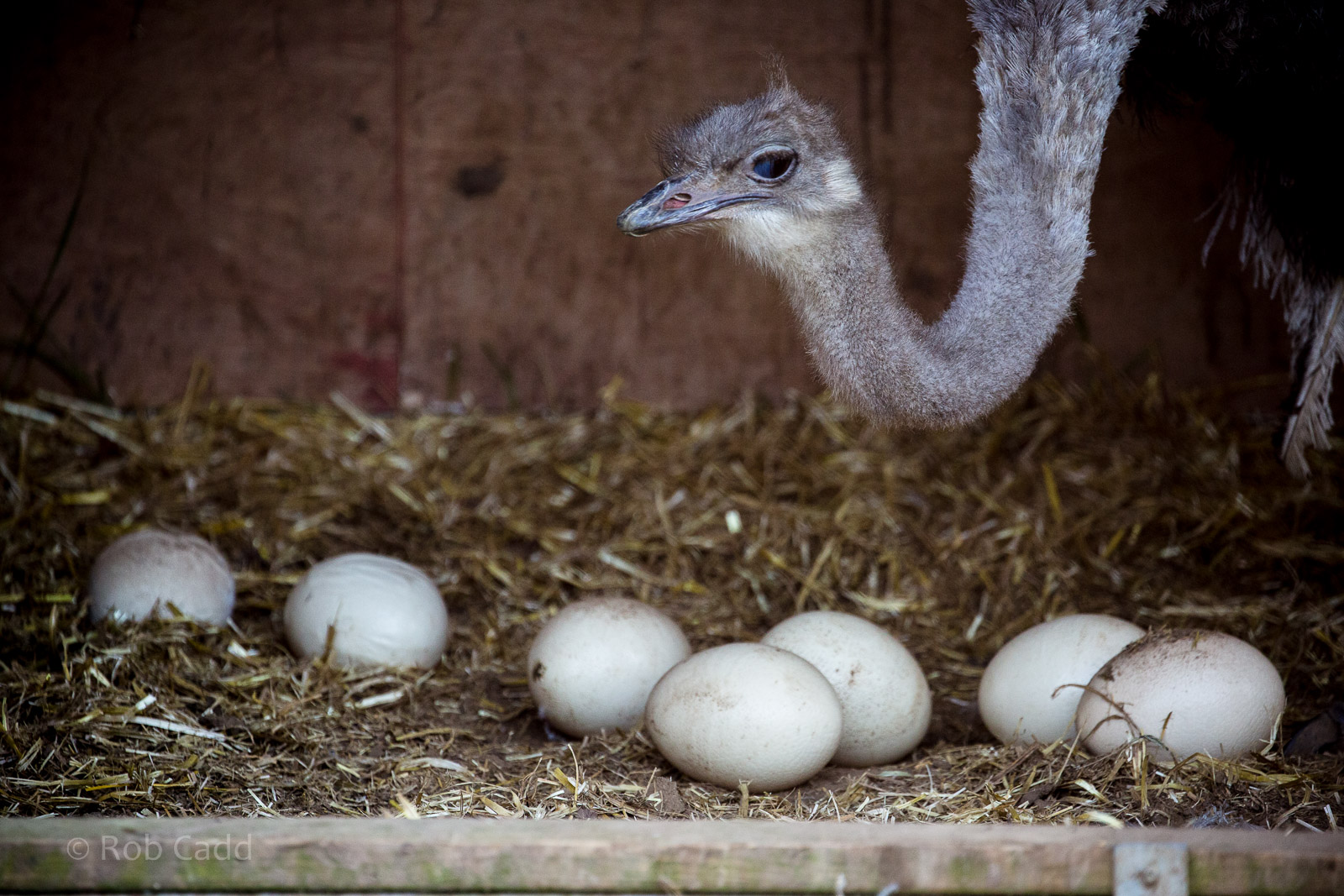 Ostrich : Whipsnade : 22 Mar 2015