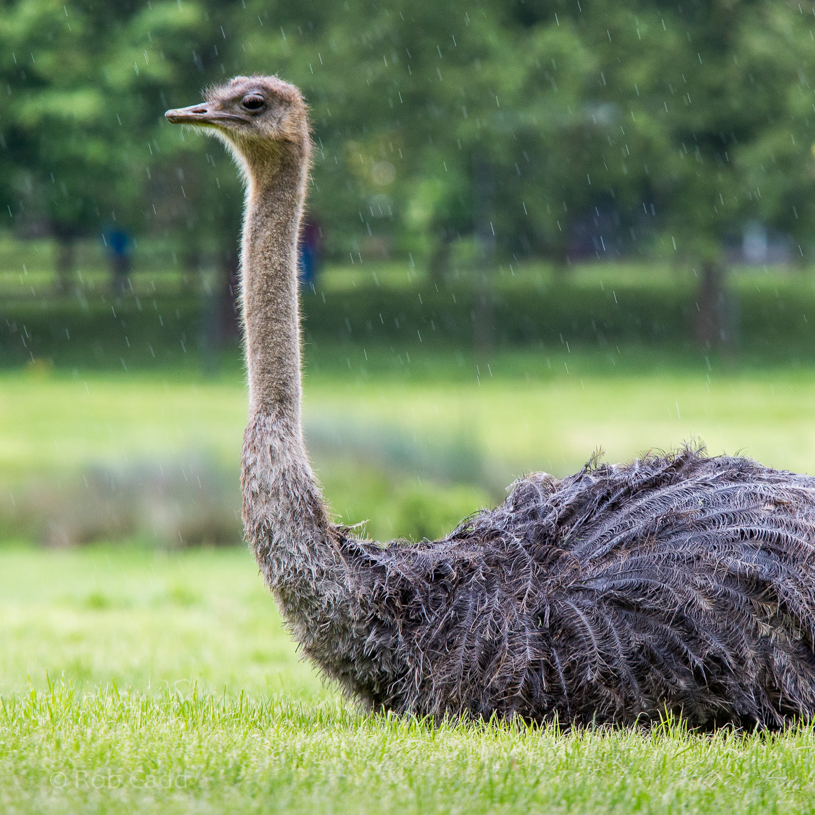 Ostrich : Whipsnade : 26 May 2014