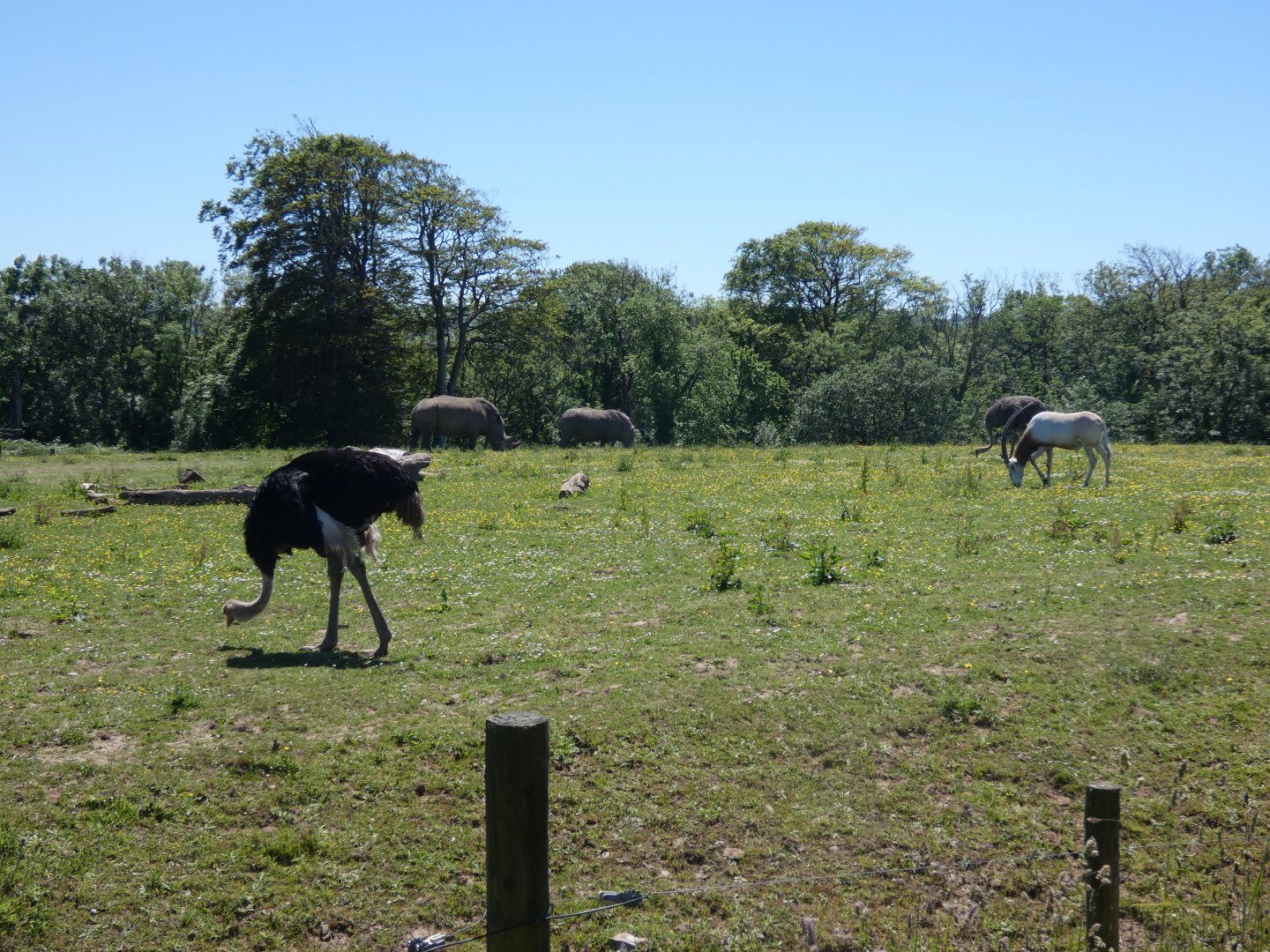Ostrich, White rhino and Oryx