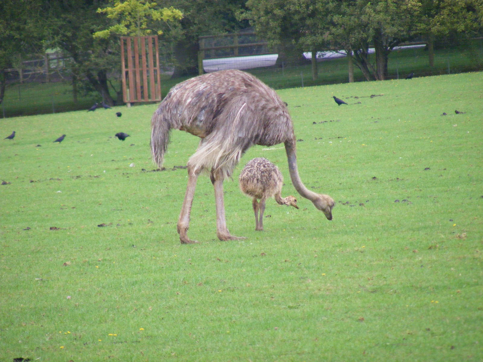 Ostrich with chick at Marwell Wildlife, 22 August 2010