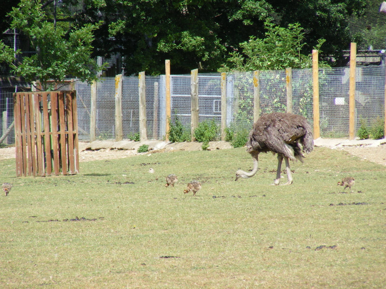 Ostrich with chicks at Marwell Wildlife, 11 July 2010