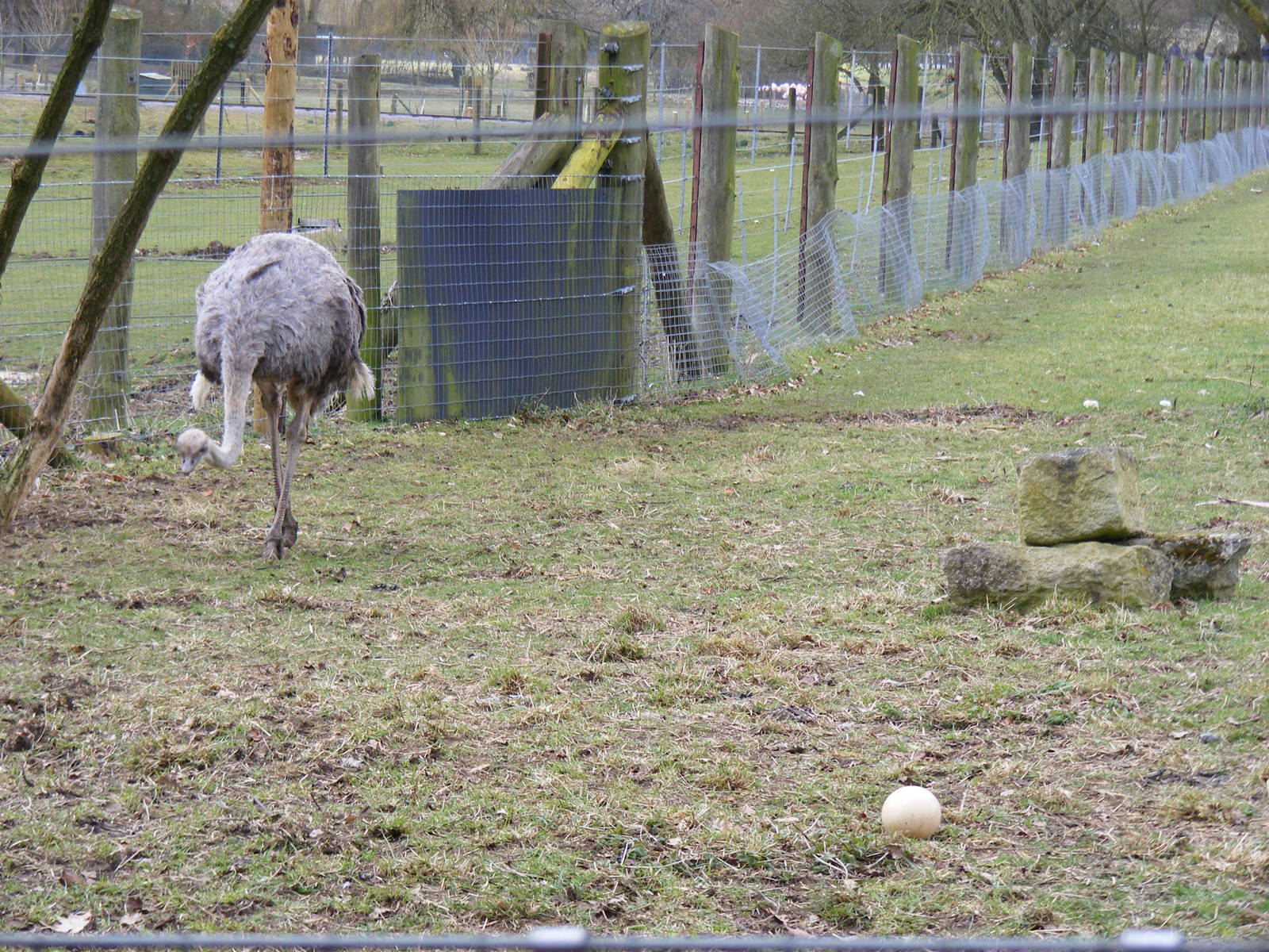 Ostrich with egg at Marwell Wildlife, 6 March 2010
