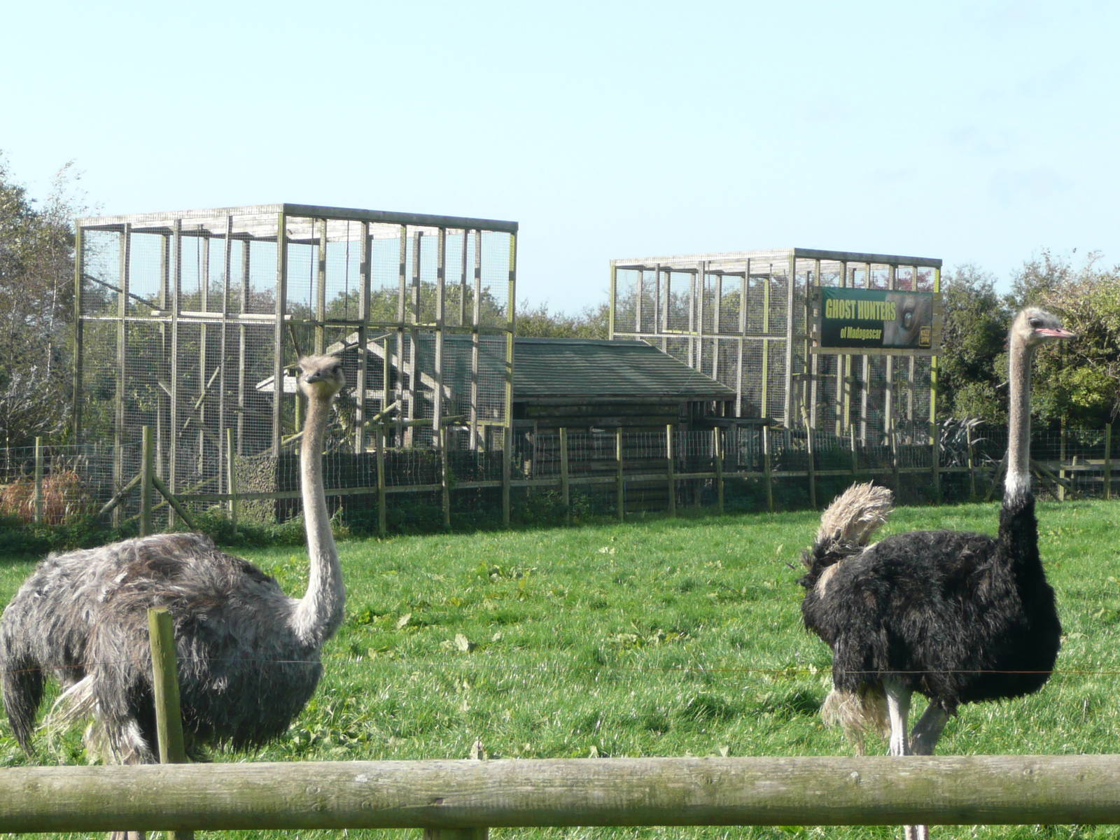 Ostrich with Fossa enclosures behind . 7th October 2010