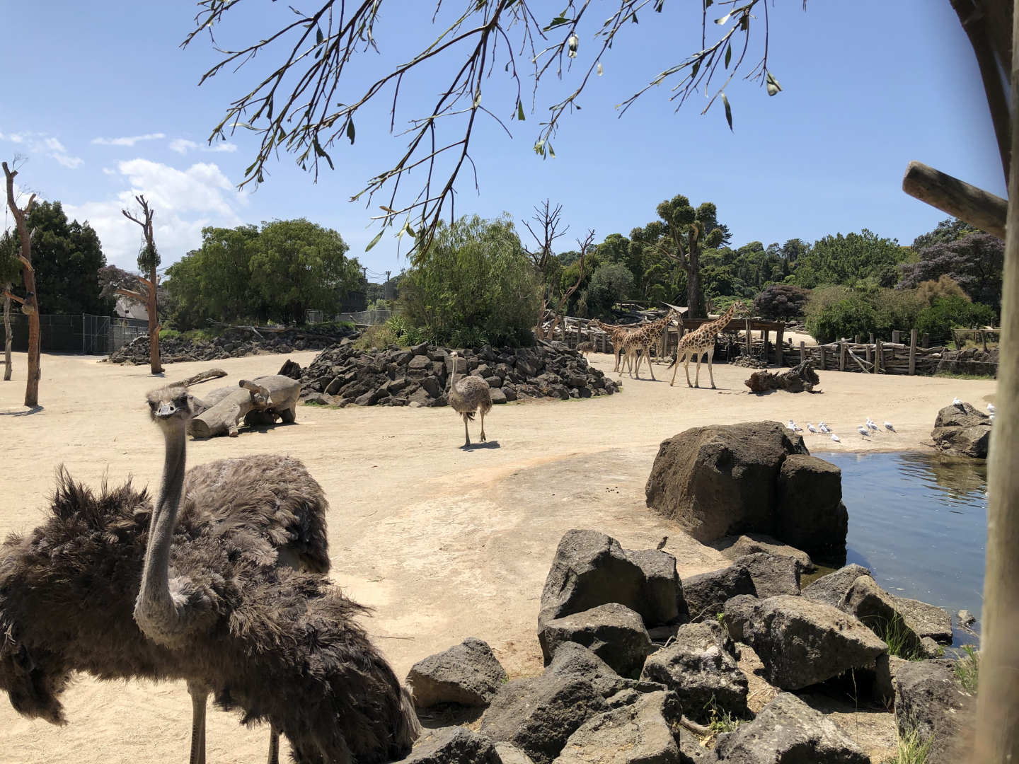 Ostrich with Giraffe