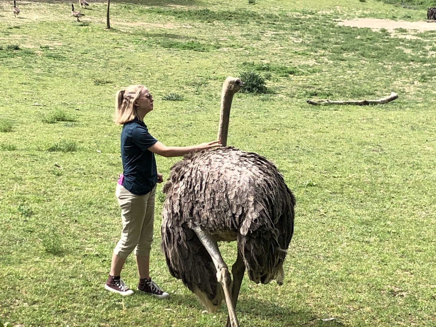 Ostrich With Keeper