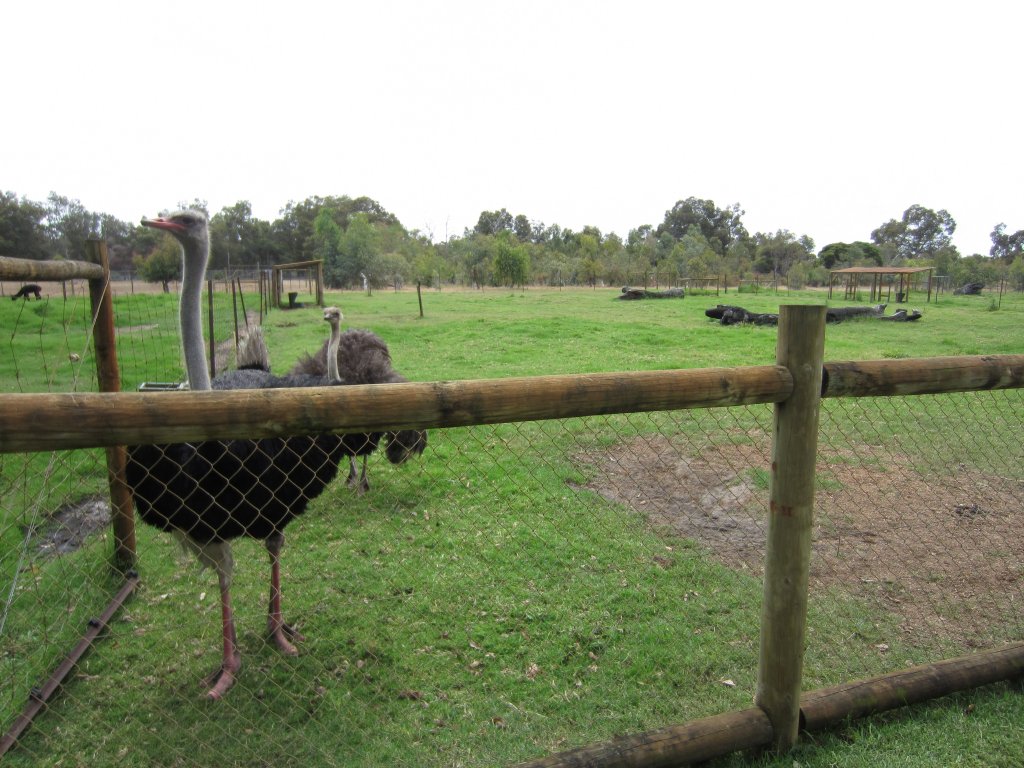 Ostrich yard