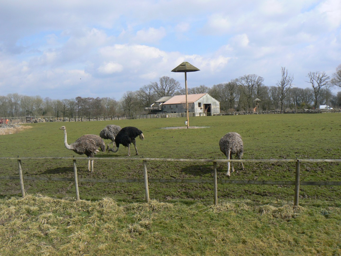 Ostrich, Zebra and Giraffe Paddock - 21 March 2018