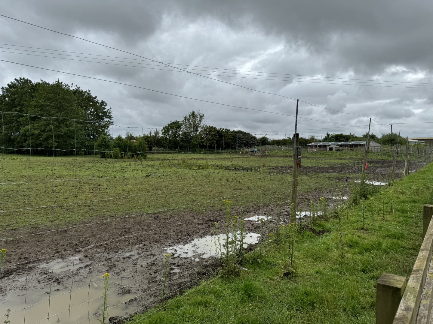 Ostrich / Zebra Enclosure at Bridlington Animal Park (July 2024)