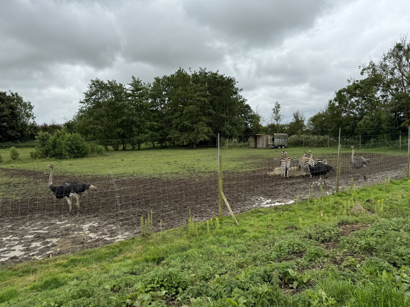 Ostrich/Zebra Enclosure at Bridlington Animal Park (July 2024)