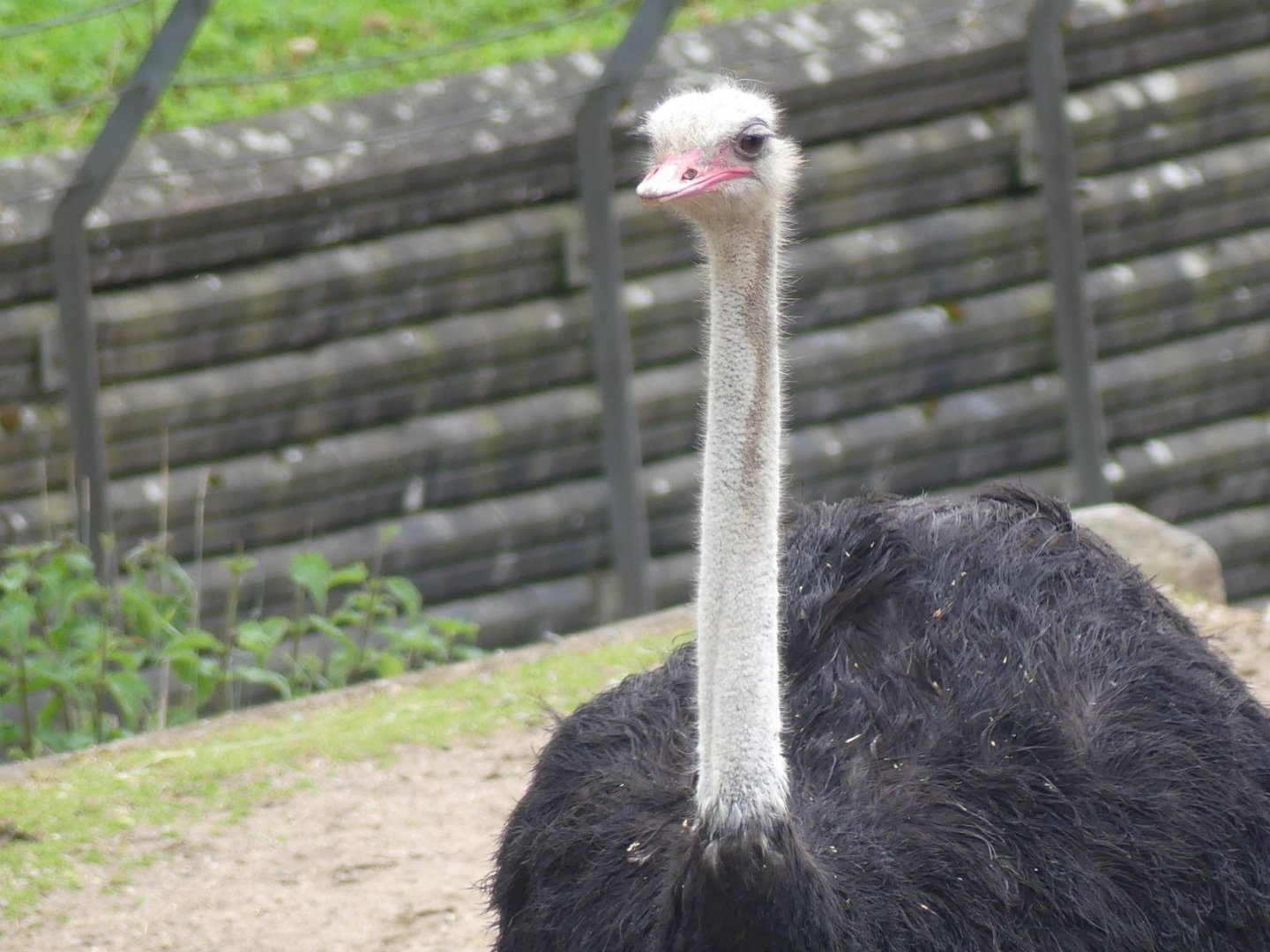 Ostrich - Zoo København - 26.05.25