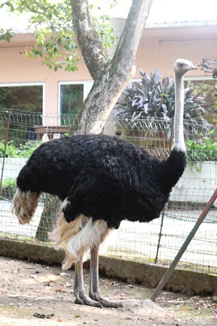 Ostrich (Zoo Lourosa)