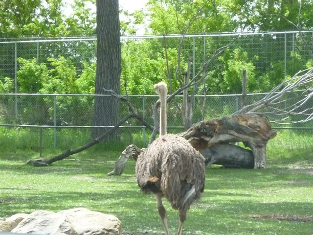 Ostrich