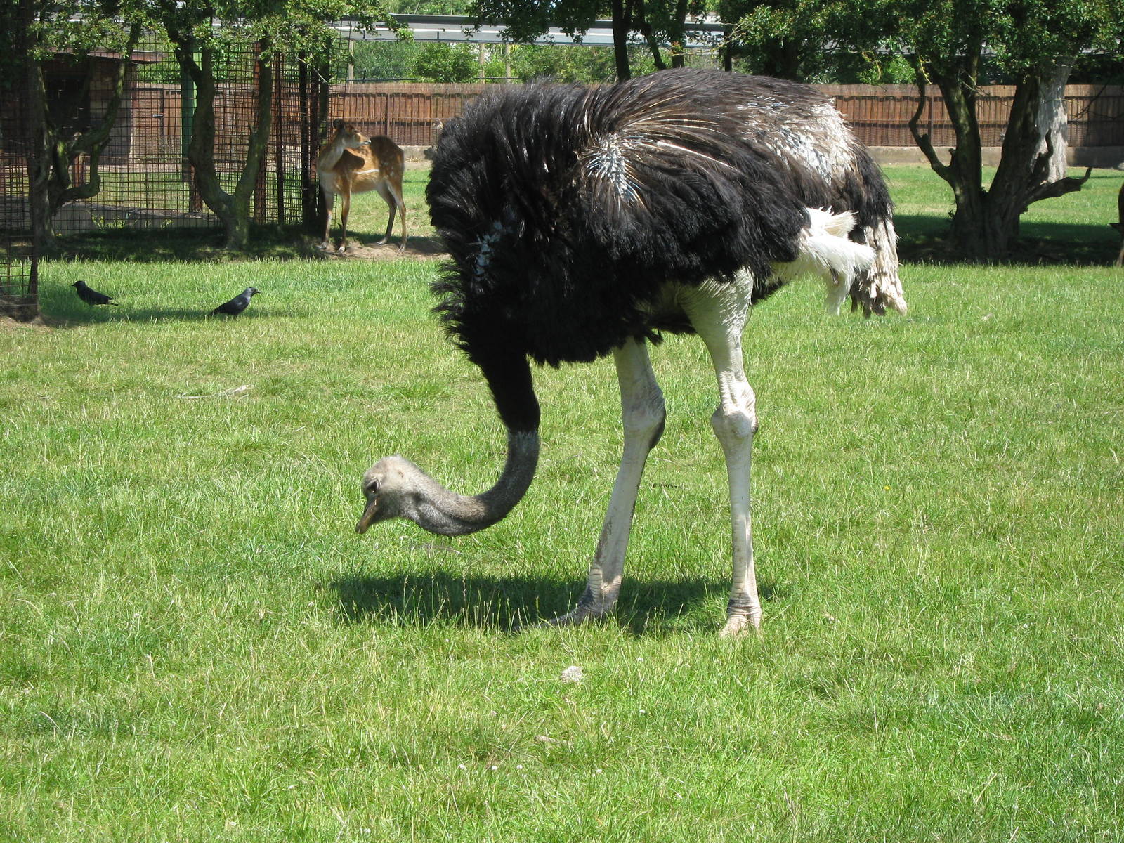 Ostrich