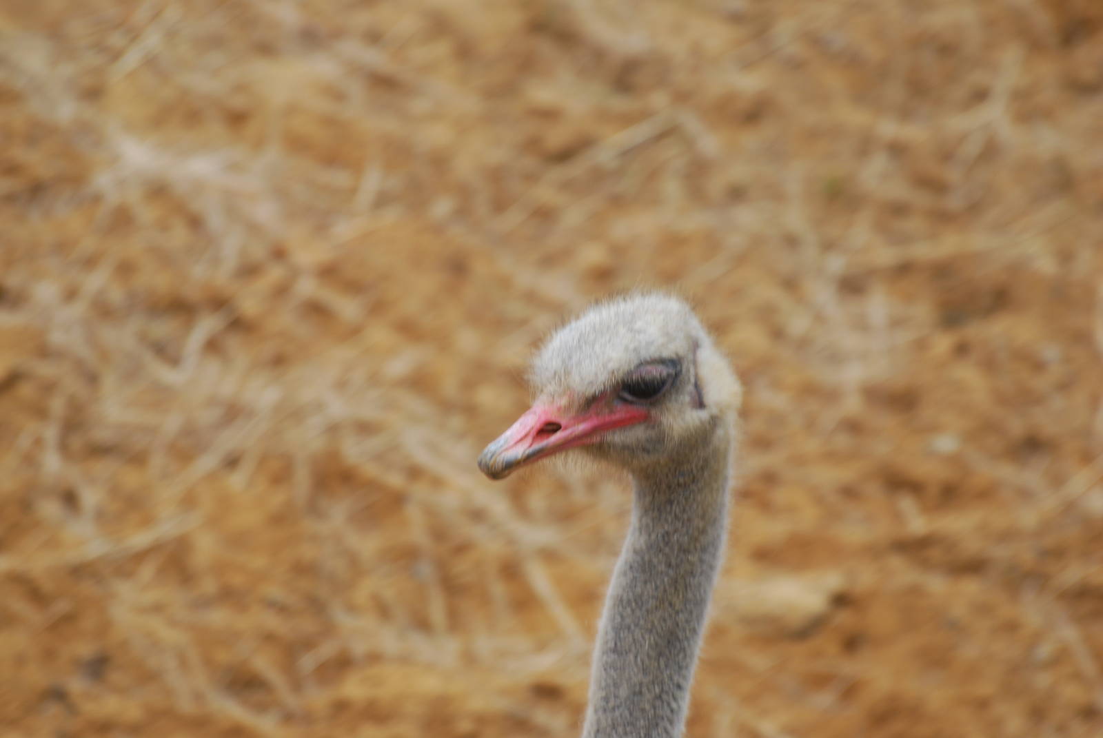 Ostrich