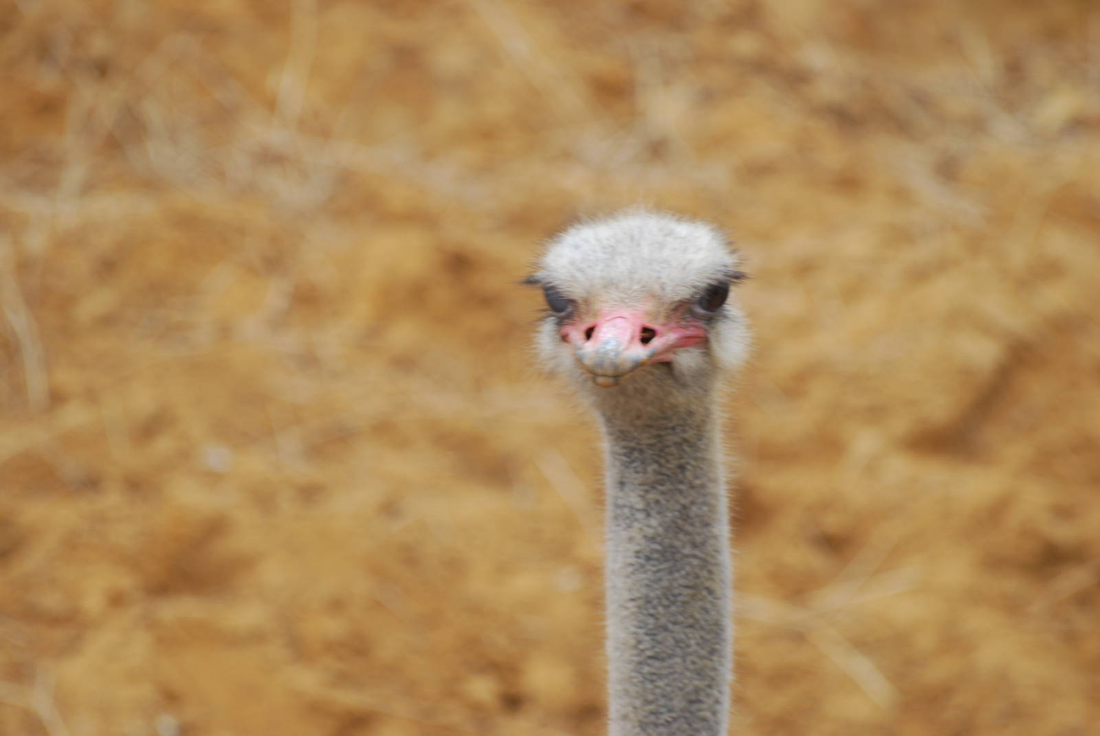 Ostrich