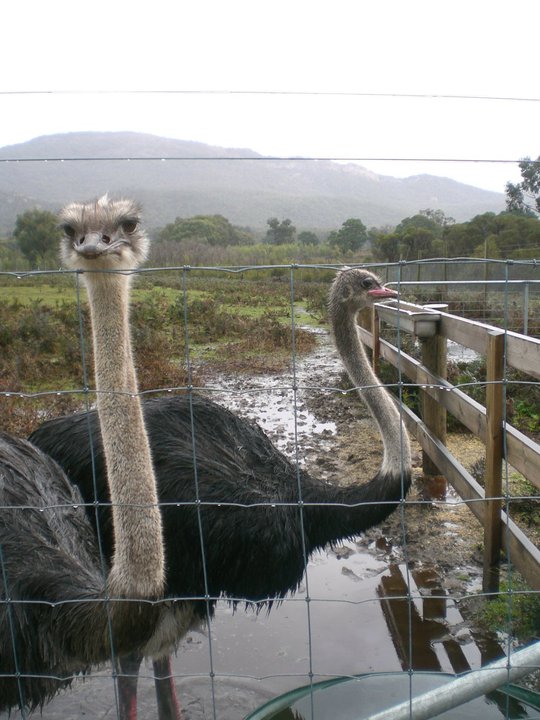 Ostrich