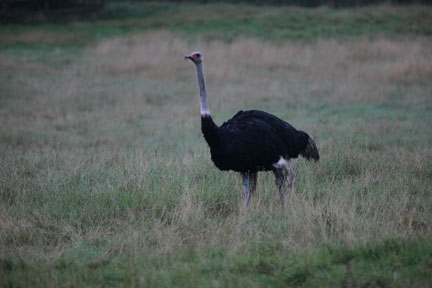 ostrich
