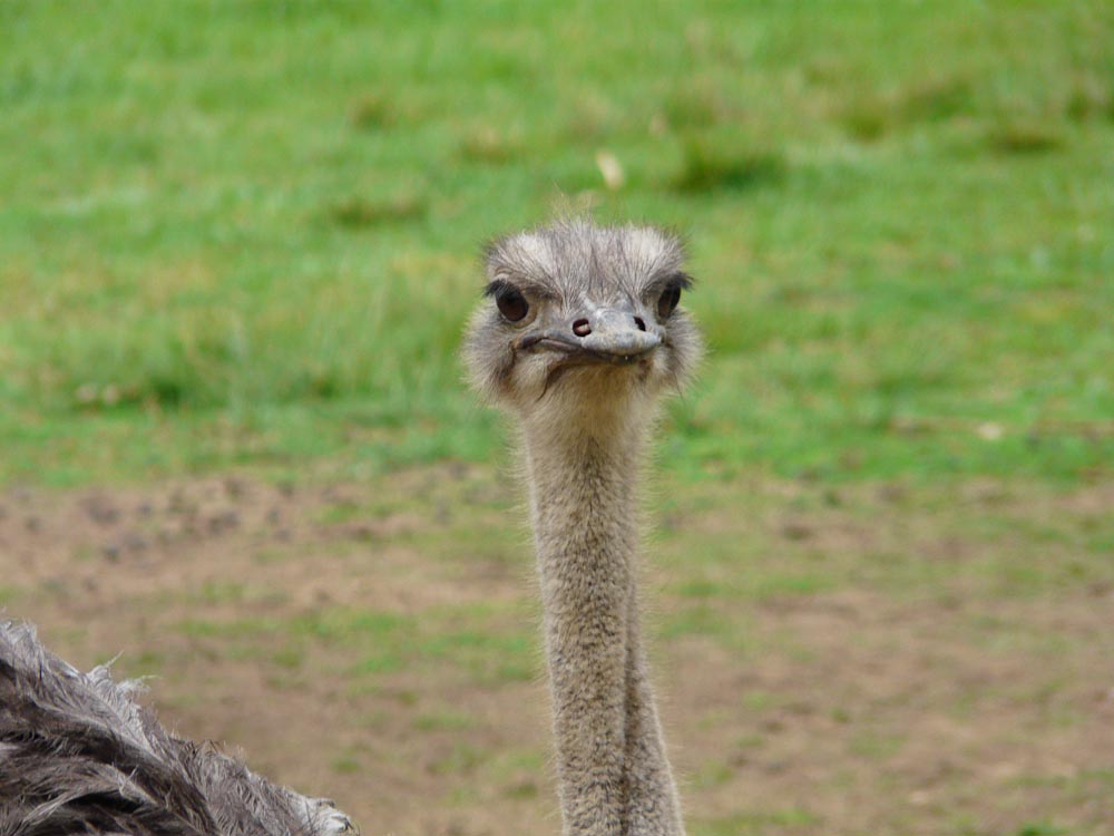 Ostrich