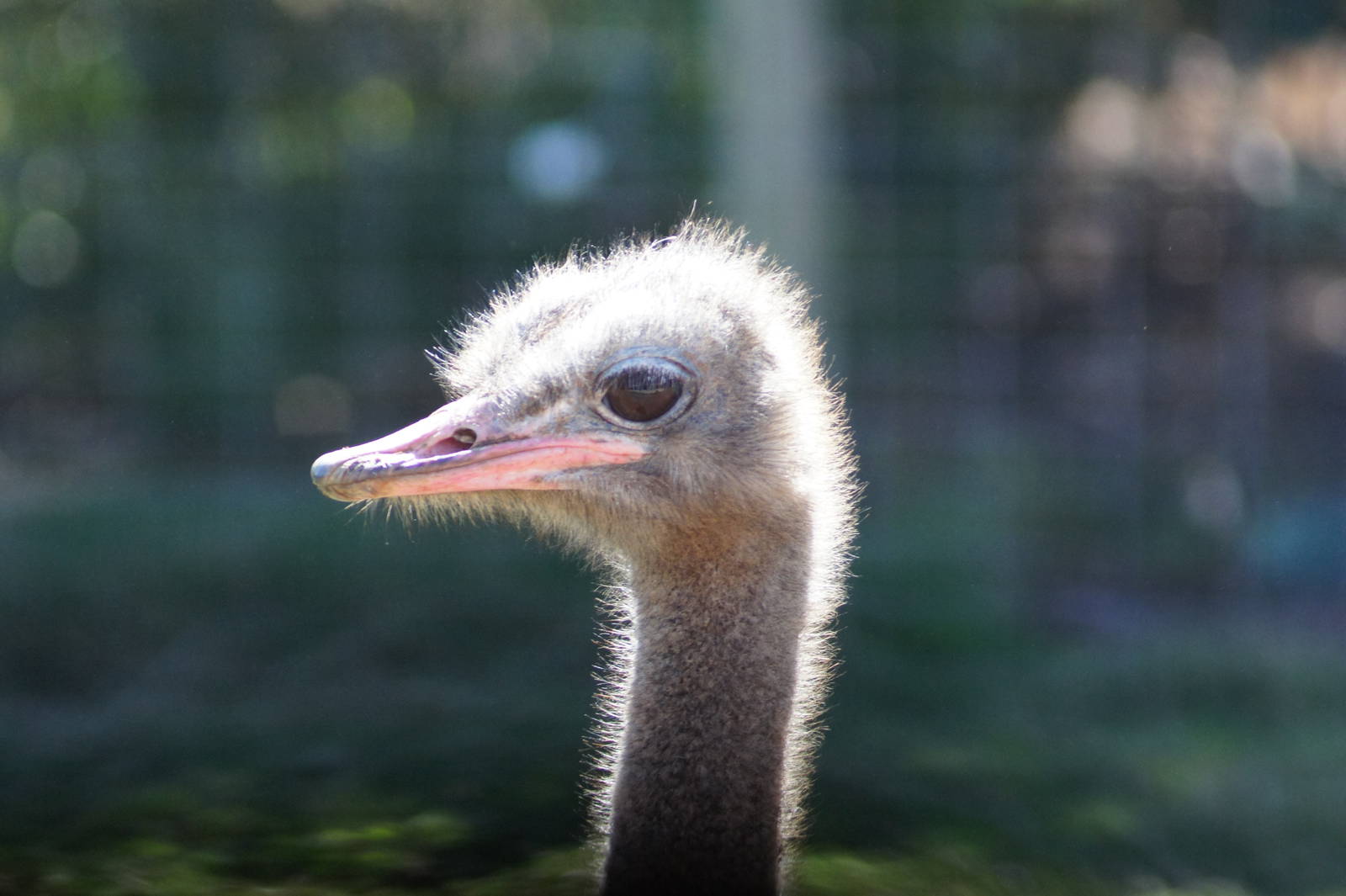 Ostrich