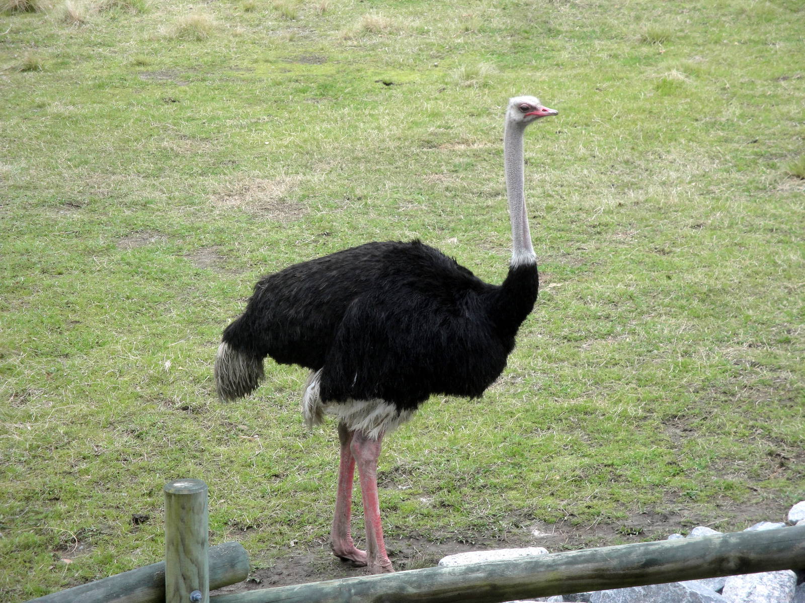 Ostrich